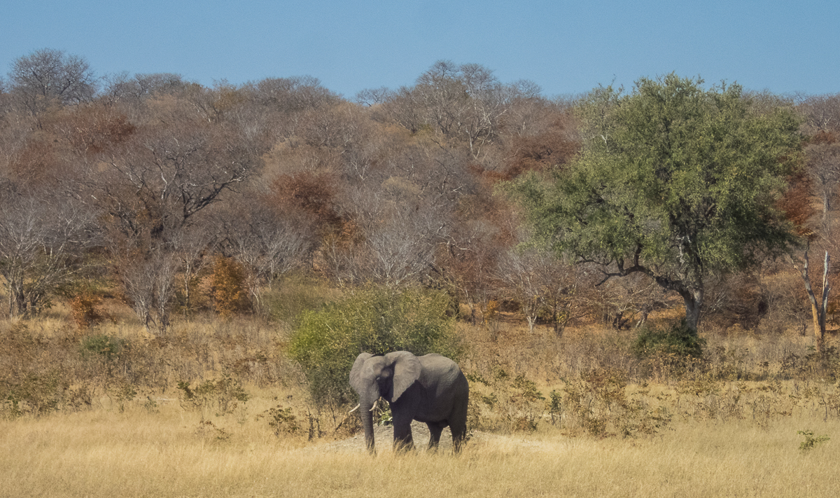 Victoria Falls Marathon 2023 - Tor Rnnow