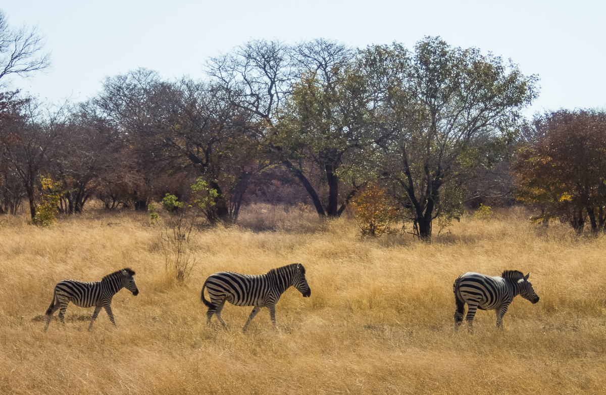 Victoria Falls Marathon 2023 - Tor Rnnow