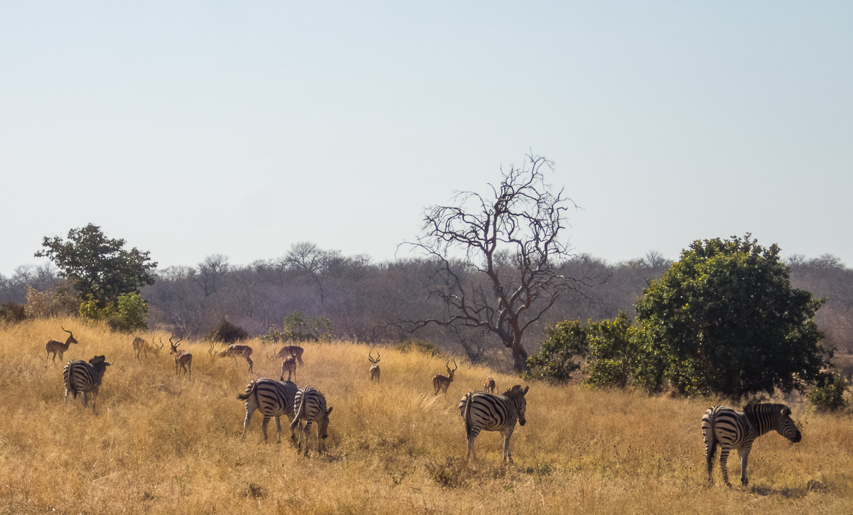 Victoria Falls Marathon 2023 - Tor Rnnow