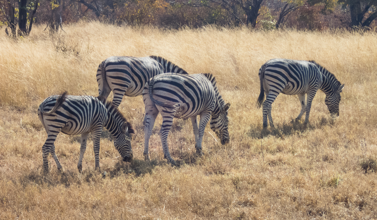 Victoria Falls Marathon 2023 - Tor Rnnow