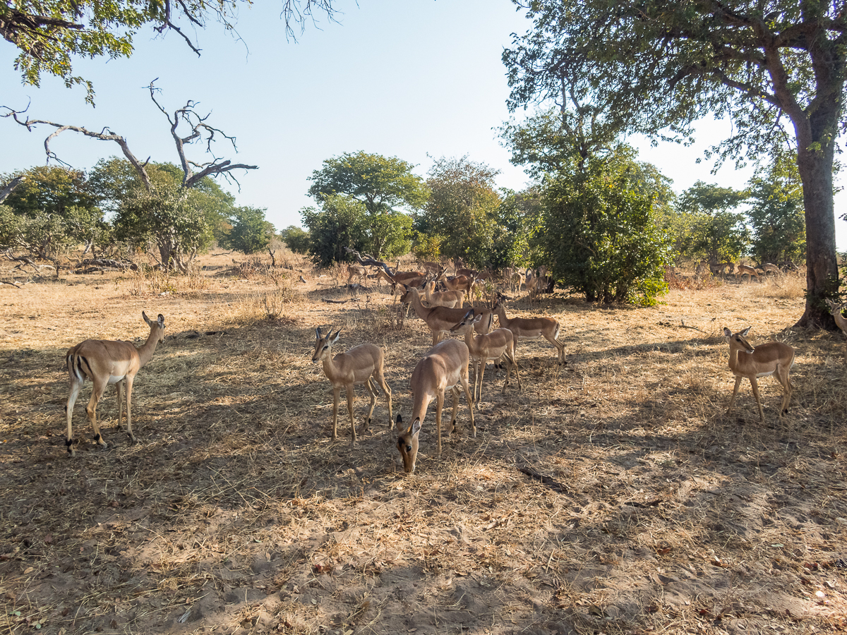 Victoria Falls Marathon 2023 - Tor Rnnow